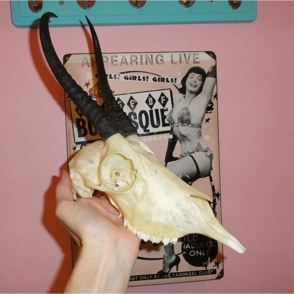 Real Springbok Skull taxidermy oddity curiosity goth gothic - Picture 14 of 16